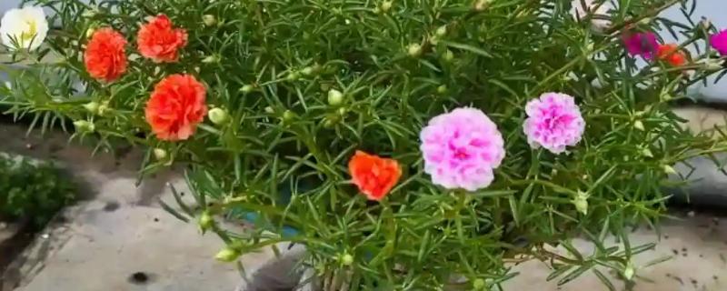 太阳花盆栽养殖方法，开花前半个月要追施磷肥和钾肥