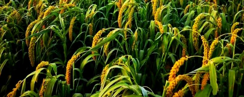 农民为什么不种植小米，种植难度较高