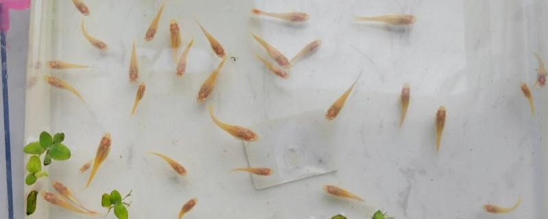 孔雀鱼苗为何会陆续死亡，一般是水质差、交叉感染、缺乏营养所致