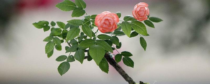 月季花耐寒零下几度，能耐零下15度的低温