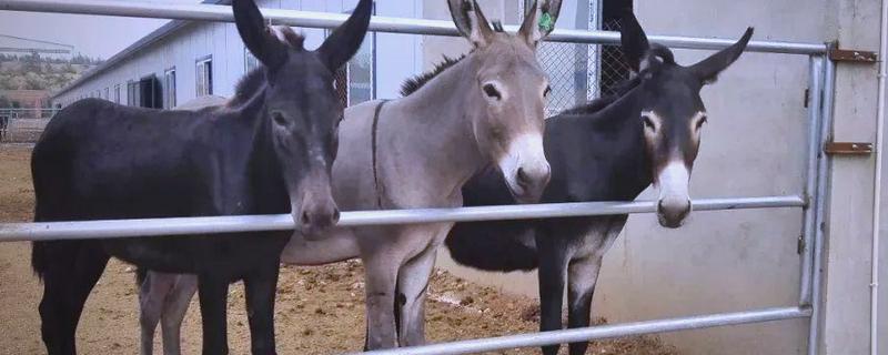 驴是如何培种的,要选择优质的公驴和母驴