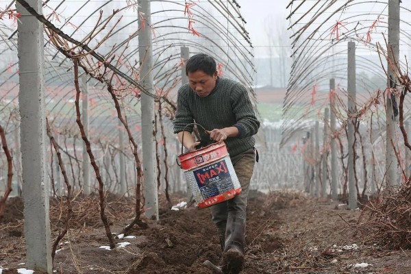葡萄施基肥的注意事项,基肥一定要腐熟后施