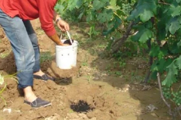 葡萄施基肥的注意事项,基肥一定要腐熟后施