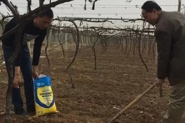 葡萄施基肥的注意事项,基肥一定要腐熟后施