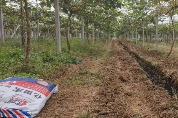 葡萄施基肥的注意事项,基肥一定要腐熟后施