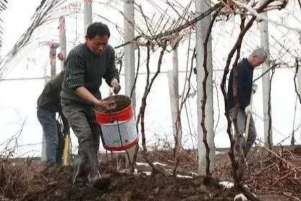 葡萄施基肥的注意事项,基肥一定要腐熟后施