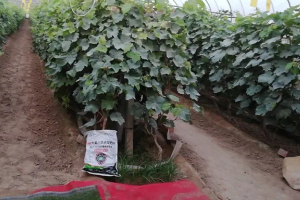 葡萄施基肥的注意事项,基肥一定要腐熟后施