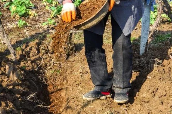 葡萄施基肥的注意事项,基肥一定要腐熟后施