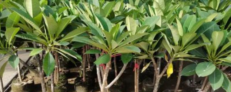 鸡蛋花多久会服盆,需根据生长环境决定