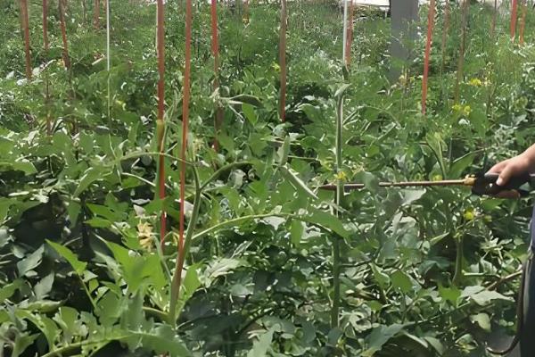 壳寡糖是什么东西，又名氨基寡糖