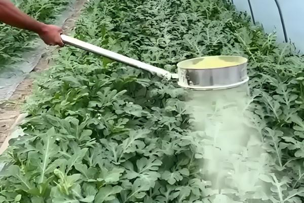 壳寡糖是什么东西，又名氨基寡糖