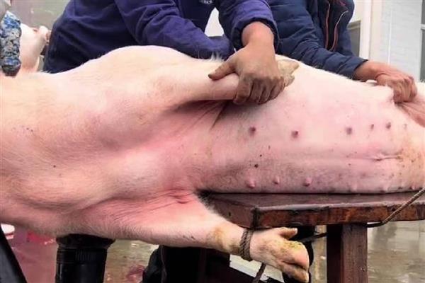 北方农村过年有什么习俗，腊月二十六要准备过年肉