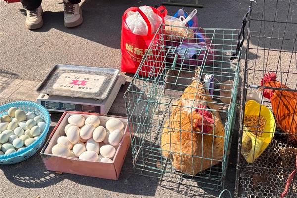 北方农村过年有什么习俗，腊月二十六要准备过年肉