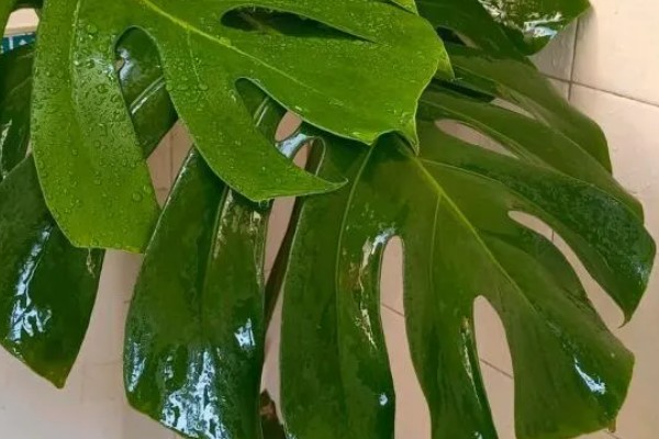 龟背竹气根水培会不会发芽，是可以发芽的