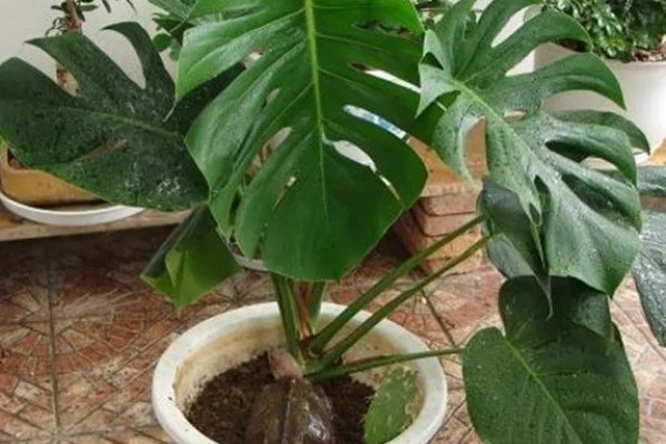 龟背竹气根水培会不会发芽，是可以发芽的