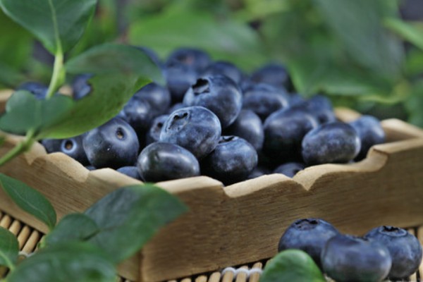 一天吃了多少蓝莓合适，60-80g左右为佳