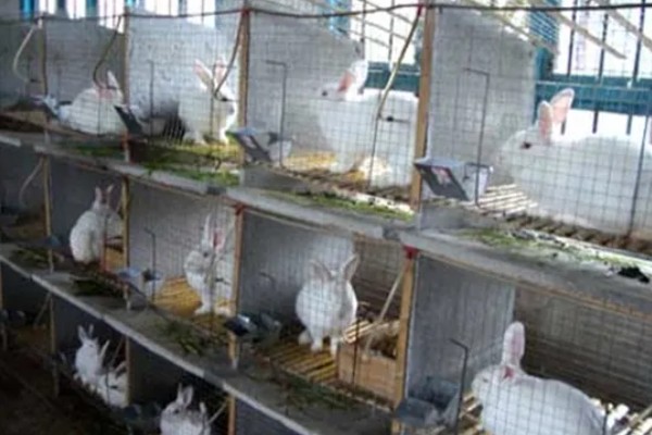 饲养兔子需做哪些护理工作,不要频繁洗澡