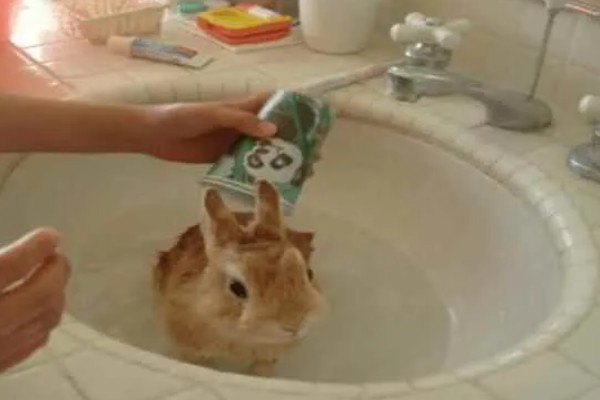 饲养兔子需做哪些护理工作,不要频繁洗澡