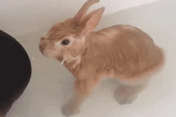 饲养兔子需做哪些护理工作,不要频繁洗澡