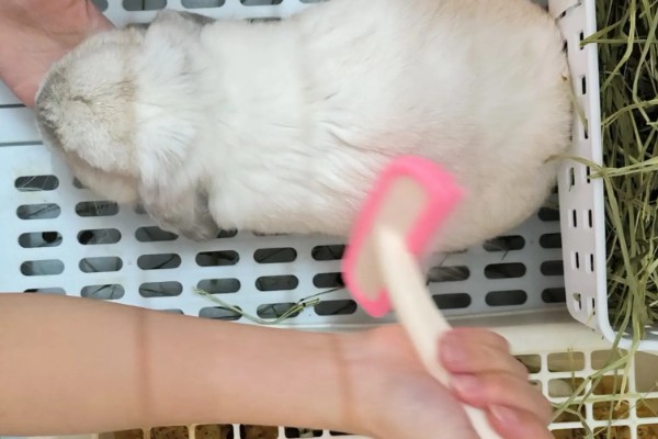 饲养兔子需做哪些护理工作,不要频繁洗澡