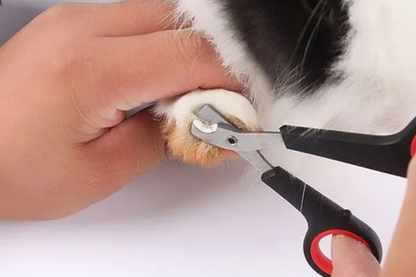 饲养兔子需做哪些护理工作,不要频繁洗澡