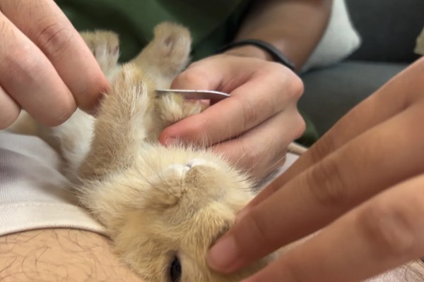 饲养兔子需做哪些护理工作,不要频繁洗澡