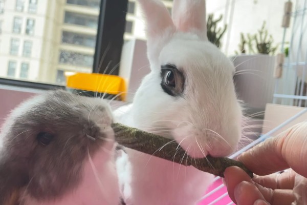 饲养兔子需做哪些护理工作,不要频繁洗澡
