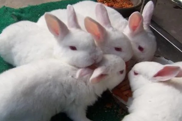 饲养兔子需做哪些护理工作,不要频繁洗澡