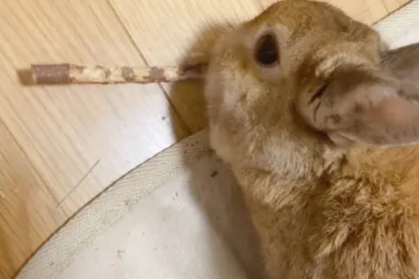 饲养兔子需做哪些护理工作,不要频繁洗澡