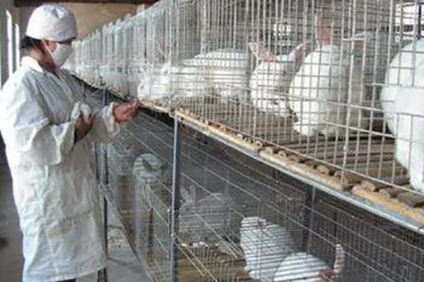 饲养兔子需做哪些护理工作,不要频繁洗澡