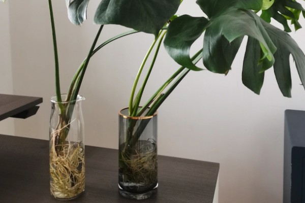 龟背竹气根水培会不会发芽，是可以发芽的