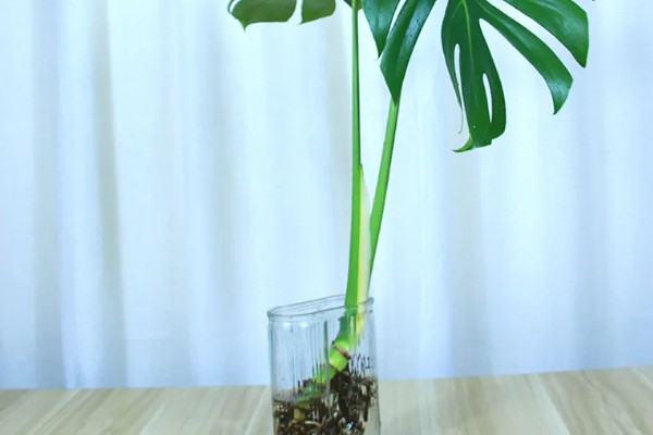 龟背竹气根水培会不会发芽，是可以发芽的