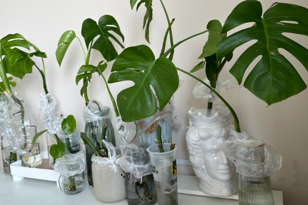 龟背竹气根水培会不会发芽，是可以发芽的