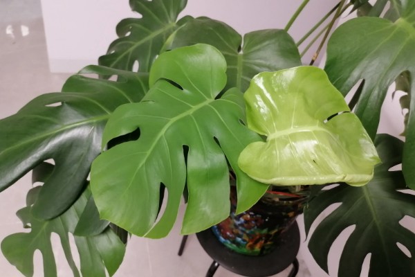 龟背竹气根水培会不会发芽，是可以发芽的