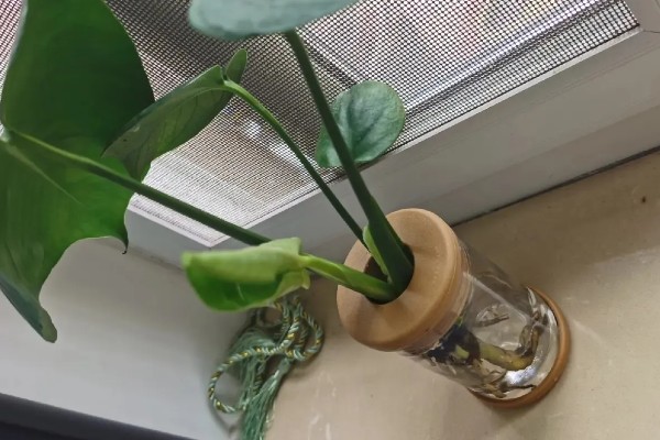 龟背竹气根水培会不会发芽，是可以发芽的