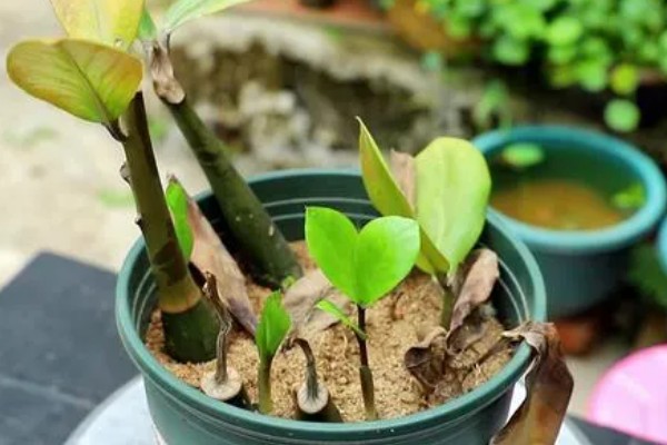 金钱树怎么繁殖,以扦插、分株、播种为主