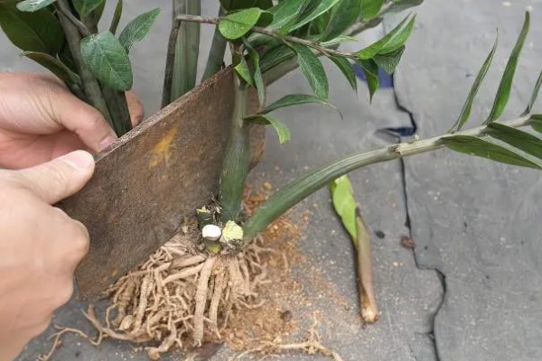 金钱树怎么繁殖,以扦插、分株、播种为主