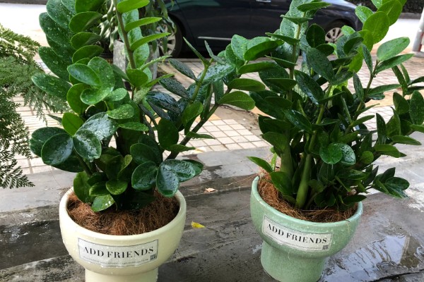 金钱树怎么繁殖,以扦插、分株、播种为主