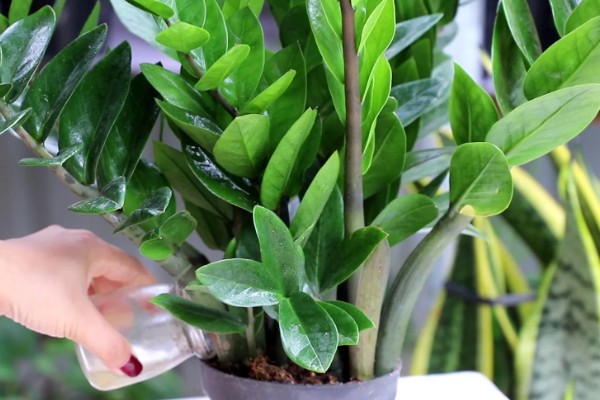 金钱树怎么繁殖,以扦插、分株、播种为主