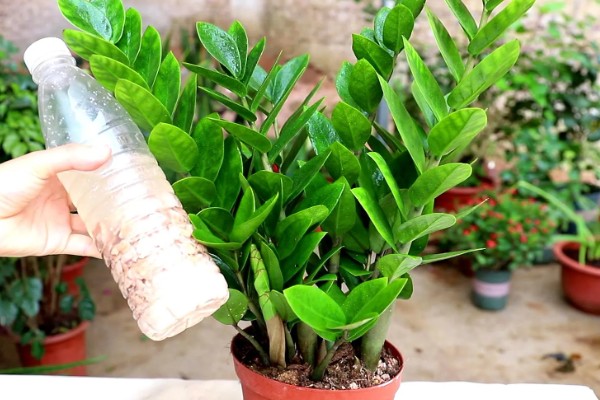 金钱树怎么繁殖,以扦插、分株、播种为主