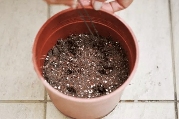 金钱树怎么繁殖,以扦插、分株、播种为主