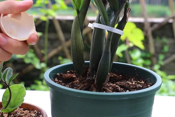 金钱树怎么繁殖,以扦插、分株、播种为主