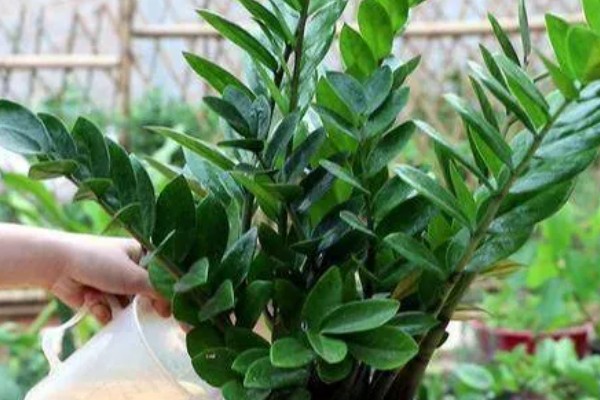 金钱树怎么繁殖,以扦插、分株、播种为主