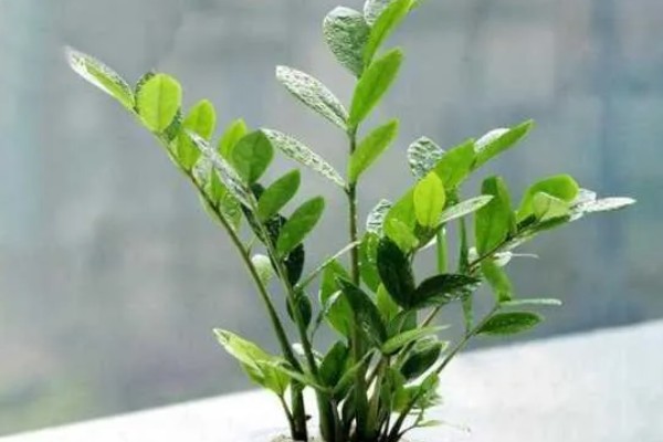 金钱树怎么繁殖,以扦插、分株、播种为主