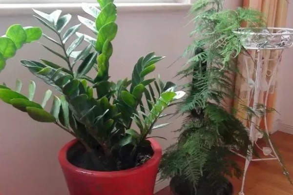 金钱树怎么繁殖,以扦插、分株、播种为主