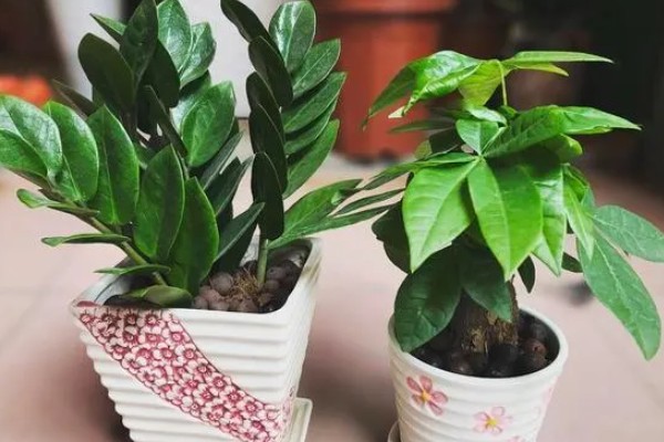 金钱树怎么繁殖,以扦插、分株、播种为主