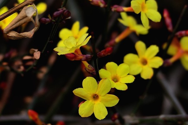 迎春花的颜色，花朵呈金黄色