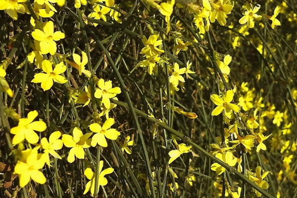 迎春花的颜色，花朵呈金黄色