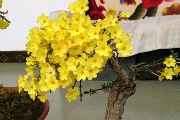 迎春花的颜色，花朵呈金黄色