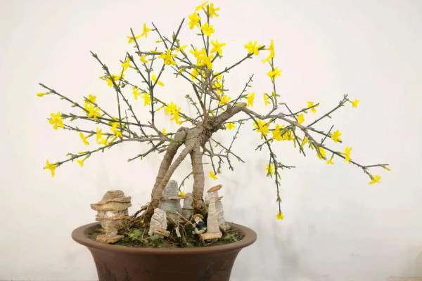 迎春花的颜色，花朵呈金黄色